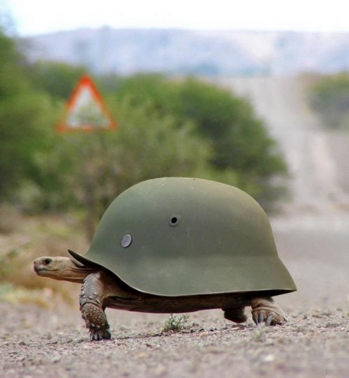 Funny Helmet Tortoise Turtle Shell